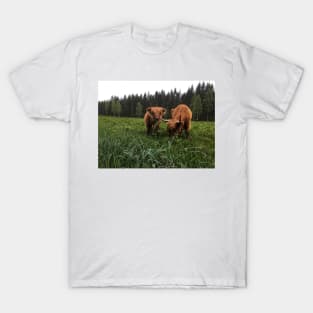 Scottish Highland Cattle Cow and Calf 2009 T-Shirt